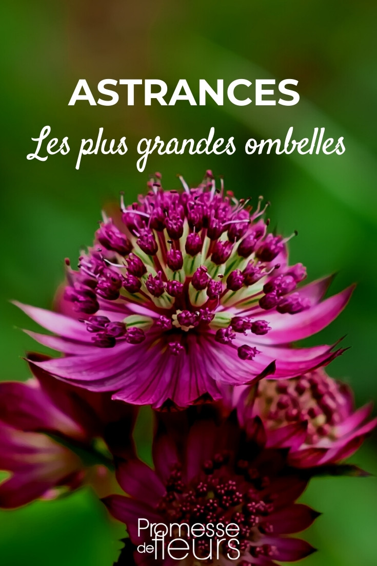 Largest-umbels-Astrantias