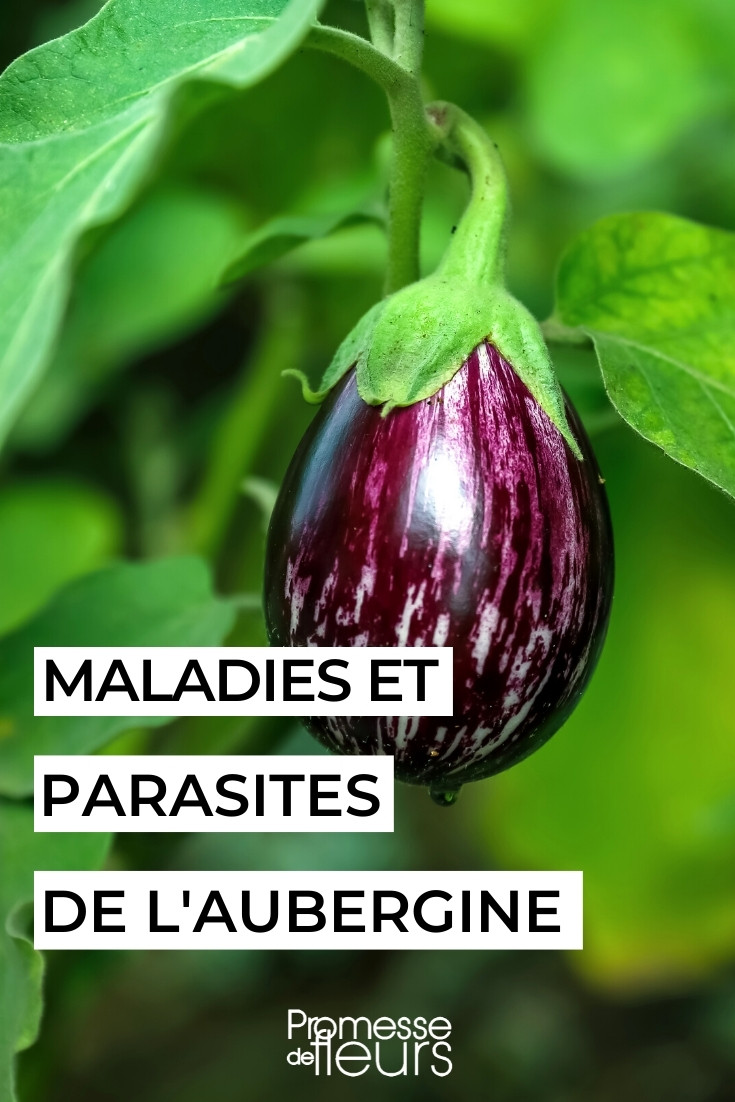 Eggplant-Diseases-and-parasitic