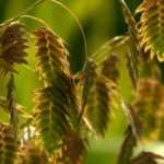 Chasmanthium latifolium, wild oats: planting and caring for it