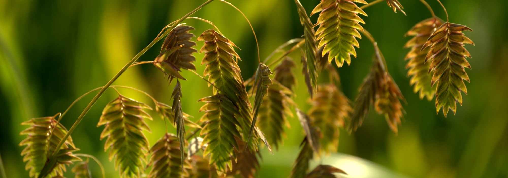 Chasmanthium latifolium, wild oats: planting and caring for it