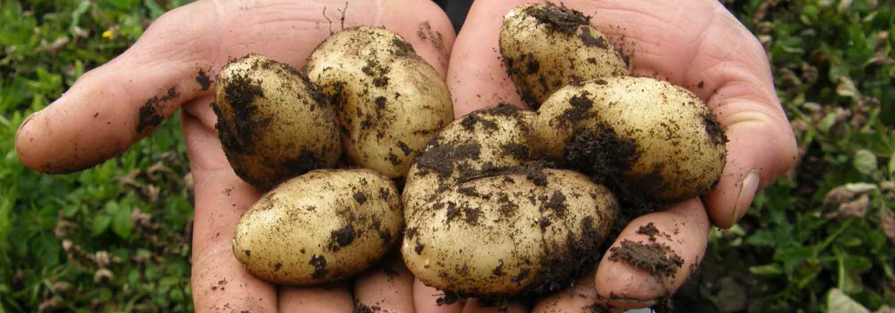 The potato: planting, growing, harvest