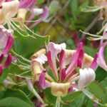 5 climbing plants that won't damage your walls