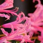 Nerines: 5 ideas for pairing them