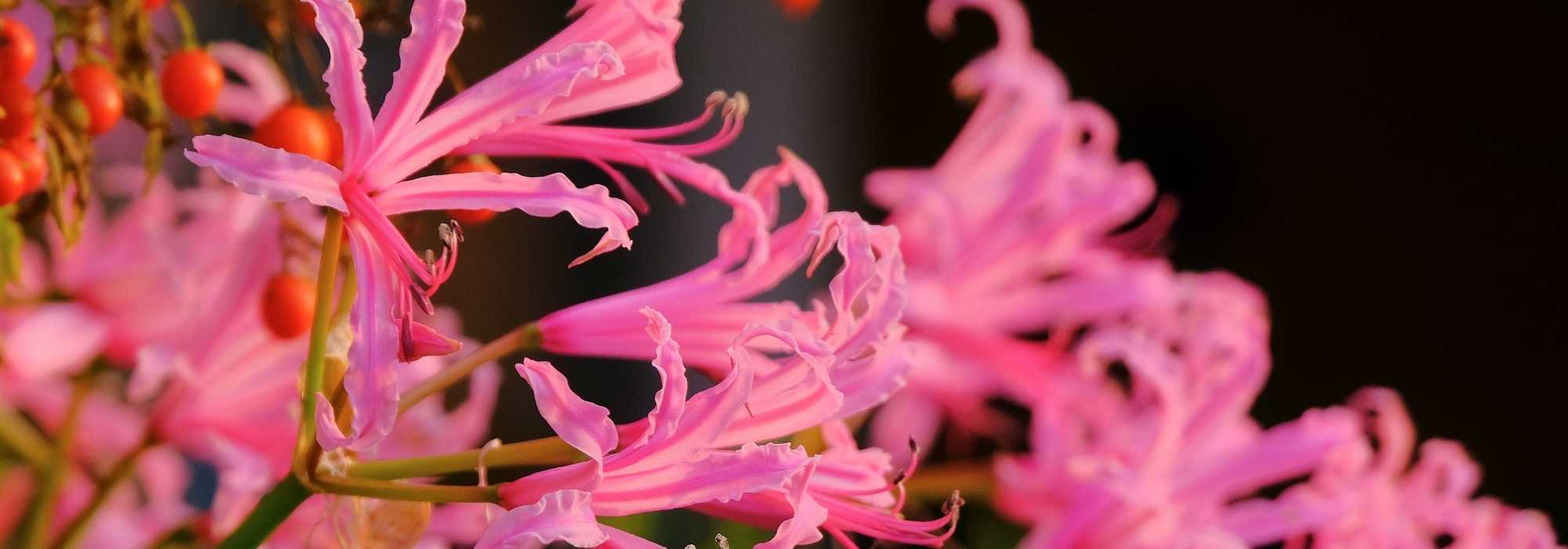 Nerines: 5 ideas for pairing them
