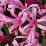5 Nerines to Discover