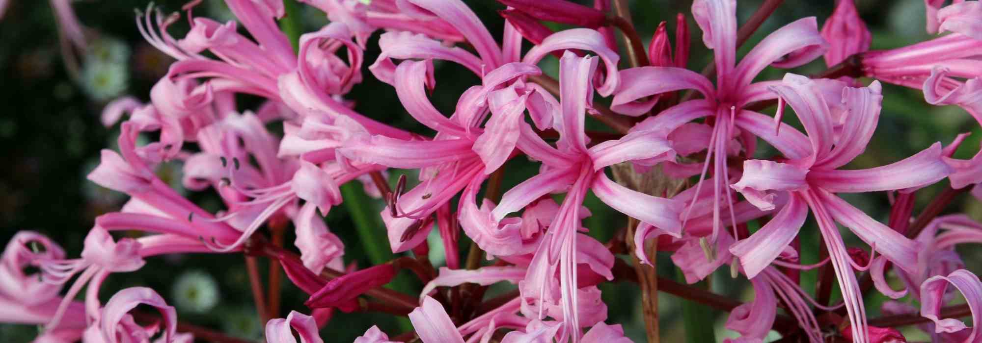 5 Nerines to Discover