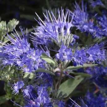 When and how to prune a Caryopteris?