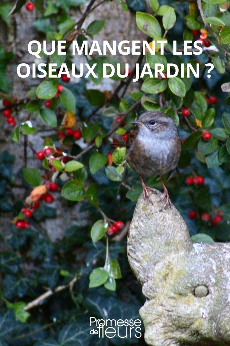 What Do Garden Birds Eat?