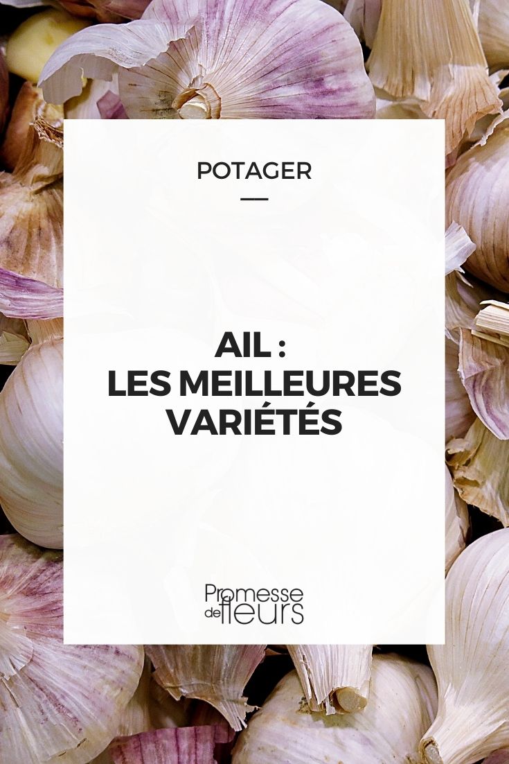 Garlic - Best Varieties Garlic: Best Varieties