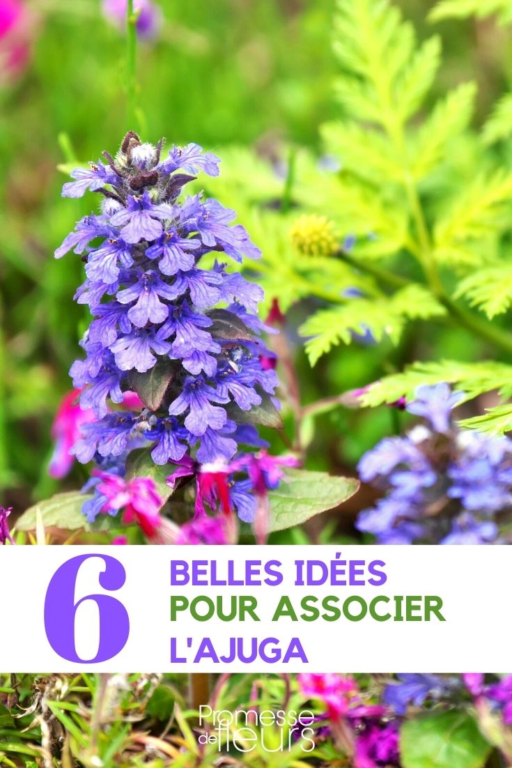 ajuga-associate Ajuga reptans