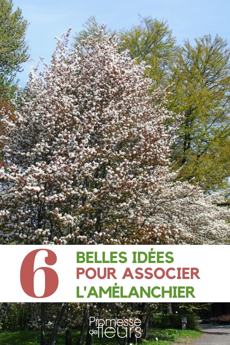Pairing the Serviceberry

When it comes to enhancing your garden with beautiful and versatile plants, the serviceberry (Amelanchier) is an excellent choice. This delightful shrub not only offers stunning spring blossoms and vibrant autumn colours but also produces edible berries that attract birds and other wildlife. To make the most of its ornamental and ecological benefits, consider pairing it with complementary plants that share similar growing conditions and aesthetic qualities.

1. **Underplanting with Spring Bulbs**: Serviceberry trees look spectacular when underplanted with spring bulbs such as daffodils ({glossary: Narcissus}) and tulips ({glossary: Tulipa}). These bulbs thrive in the light shade provided by the serviceberry and their bright blooms in spring complement the white flowers of the serviceberry beautifully.

2. **Companion Shrubs**: For a layered garden design, pair serviceberries with shrubs that offer contrasting foliage and textures. Rhododendrons and azaleas, with their glossy, evergreen leaves and vibrant flowers, provide a striking contrast to the finer, lighter foliage of the serviceberry.

3. **Native Plant Combinations**: Embrace a naturalistic approach by combining serviceberry with other native plants such as the Eastern redbud (Cercis canadensis) and the American witch-hazel (Hamamelis virginiana). These companions are not only aesthetically pleasing but also support local biodiversity.

4. **Herbaceous Perennials**: To extend the flowering season in your garden, plant herbaceous perennials like coneflowers ({glossary: Echinacea}) and black-eyed Susans ({glossary: Rudbeckia}) around your serviceberry. These perennials will start to bloom as the serviceberry's flowers fade, ensuring continuous colour throughout the season.

By thoughtfully selecting companions for your serviceberry, you can create a harmonious and sustainable garden that is a joy to behold throughout the year.
