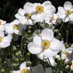 Japanese Anemones: the most beautiful varieties