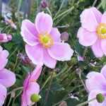 5 Japanese anemones for a border display