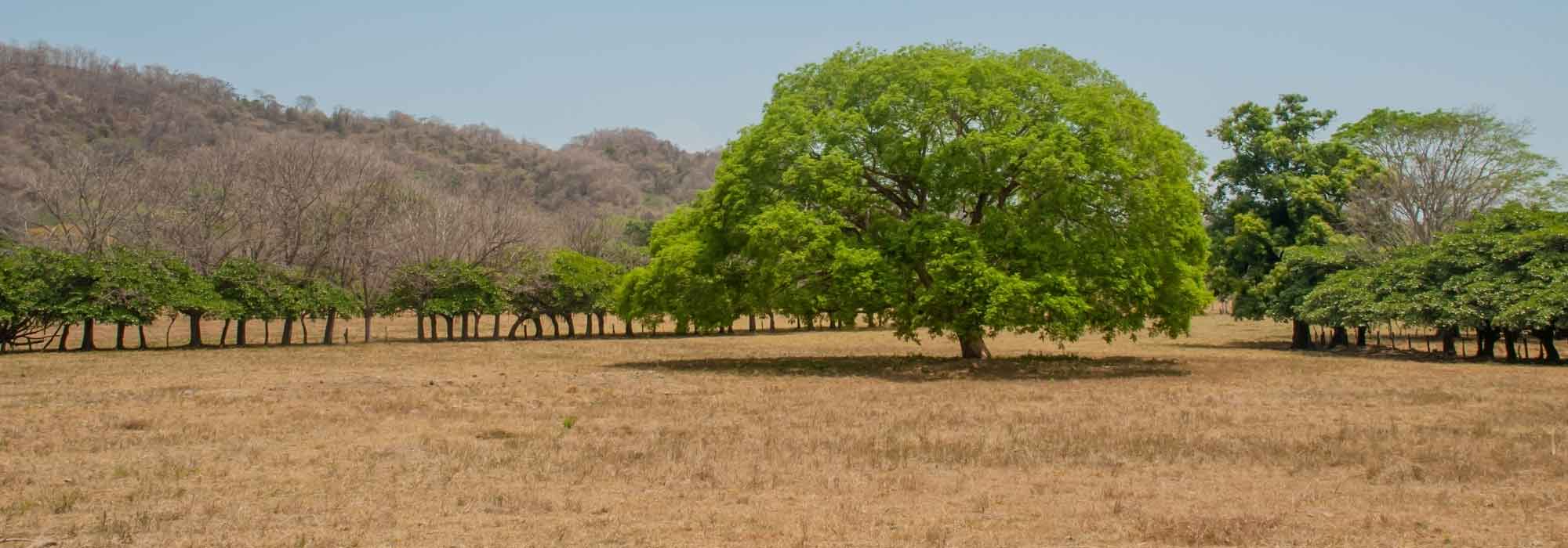 Drought-resistant trees