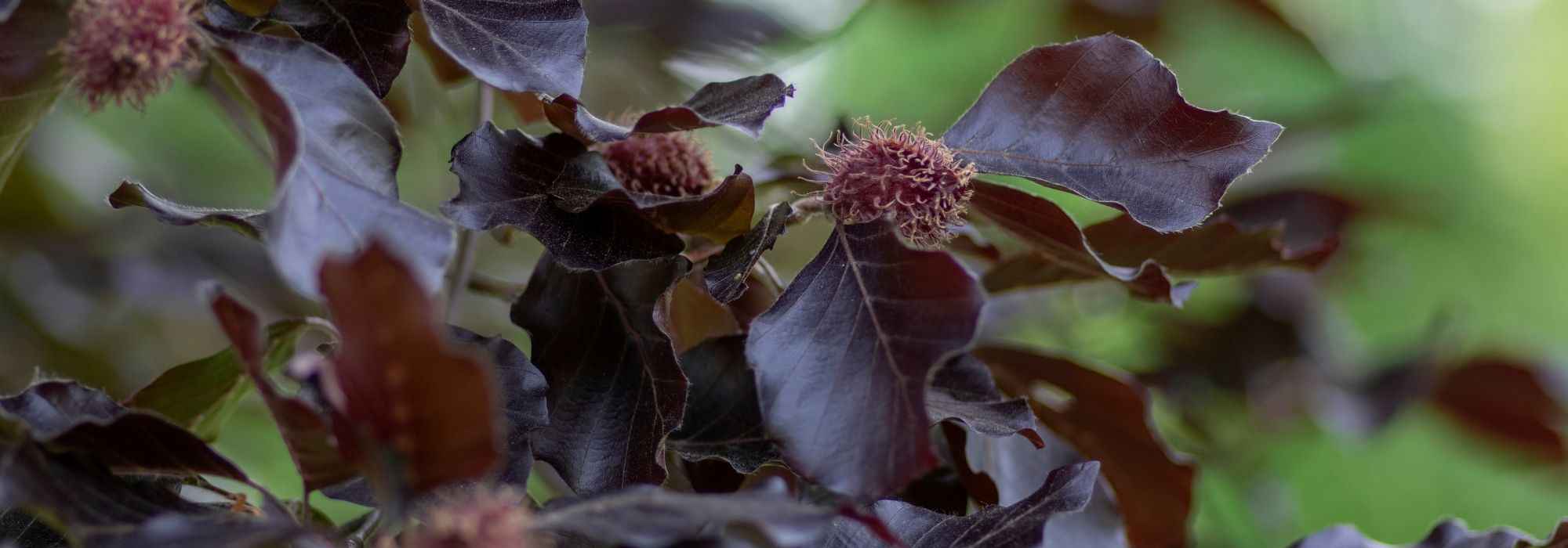 7 purple leaved trees