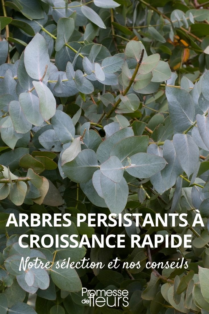fast-growing evergreen trees fast-growing evergreen trees