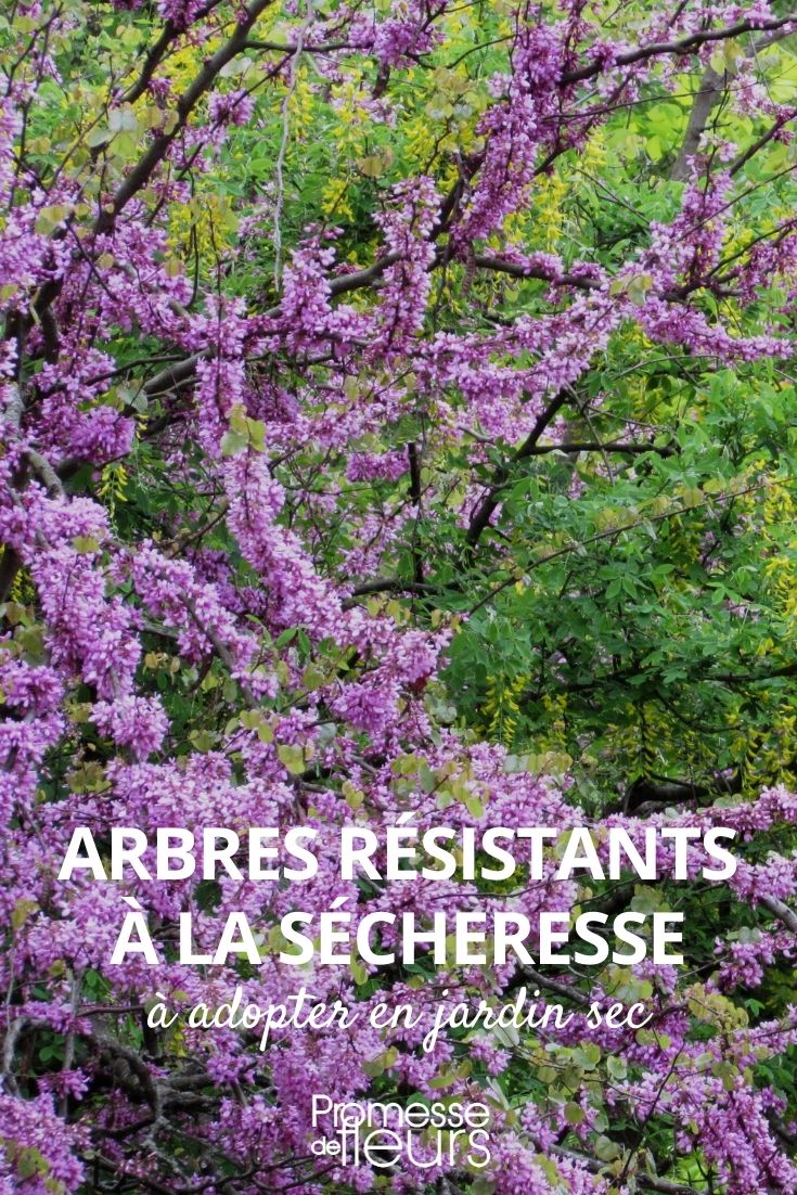 Drought-Resistant Trees Drought-Resistant Trees