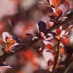 9 purple-leaved shrubs