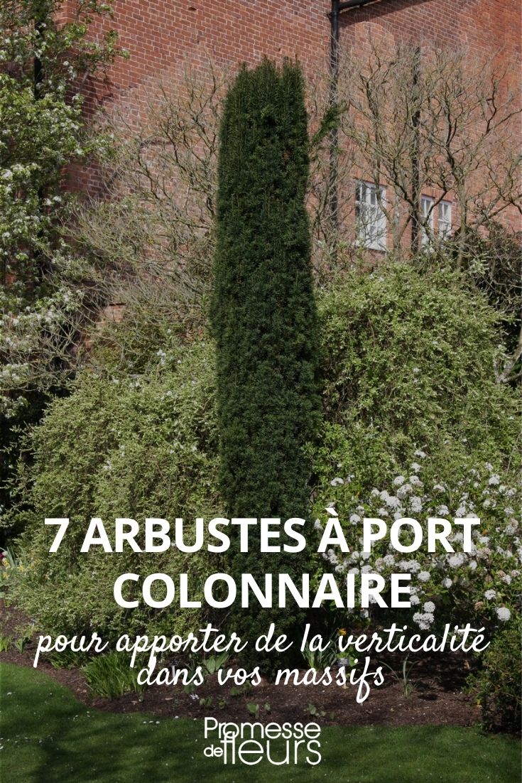 bushes with a columnar habit