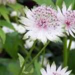 White flower astrances