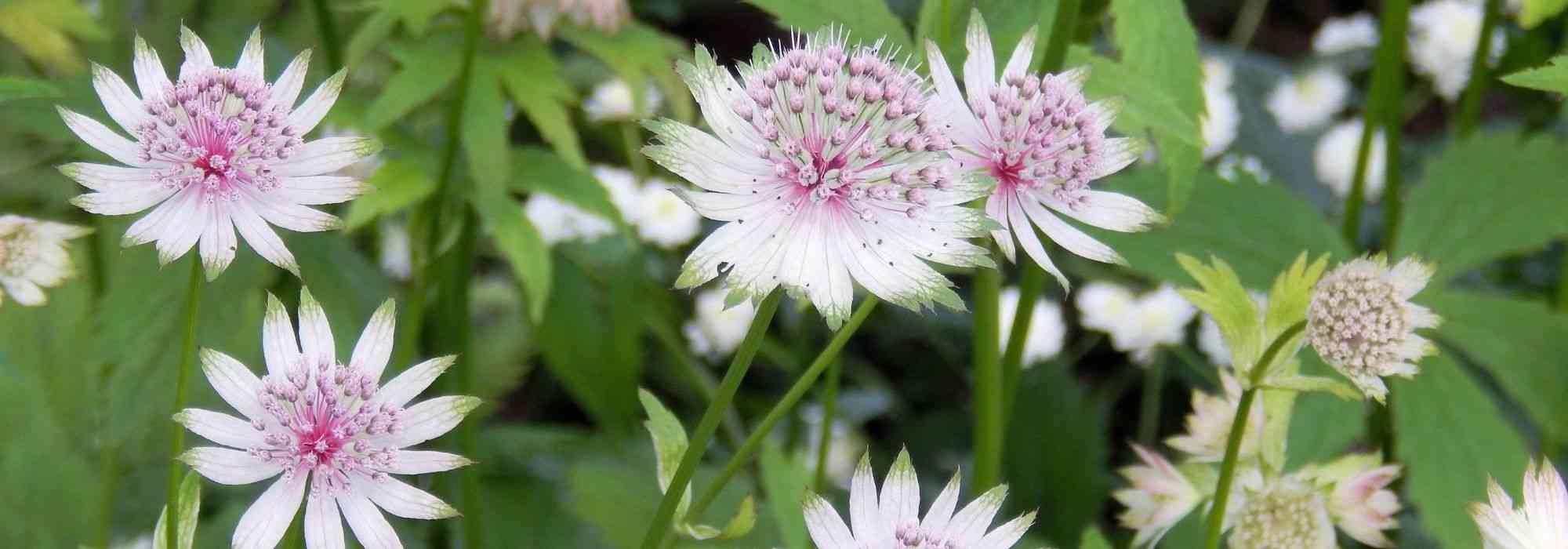 White flower astrances