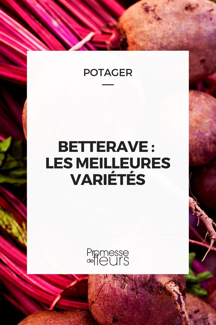 Beetroot - Best Varieties Beetroot Selection