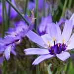 Catananche, Cupidone: pairing it in the garden