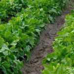 Chicories: sowing, cultivation and harvest
