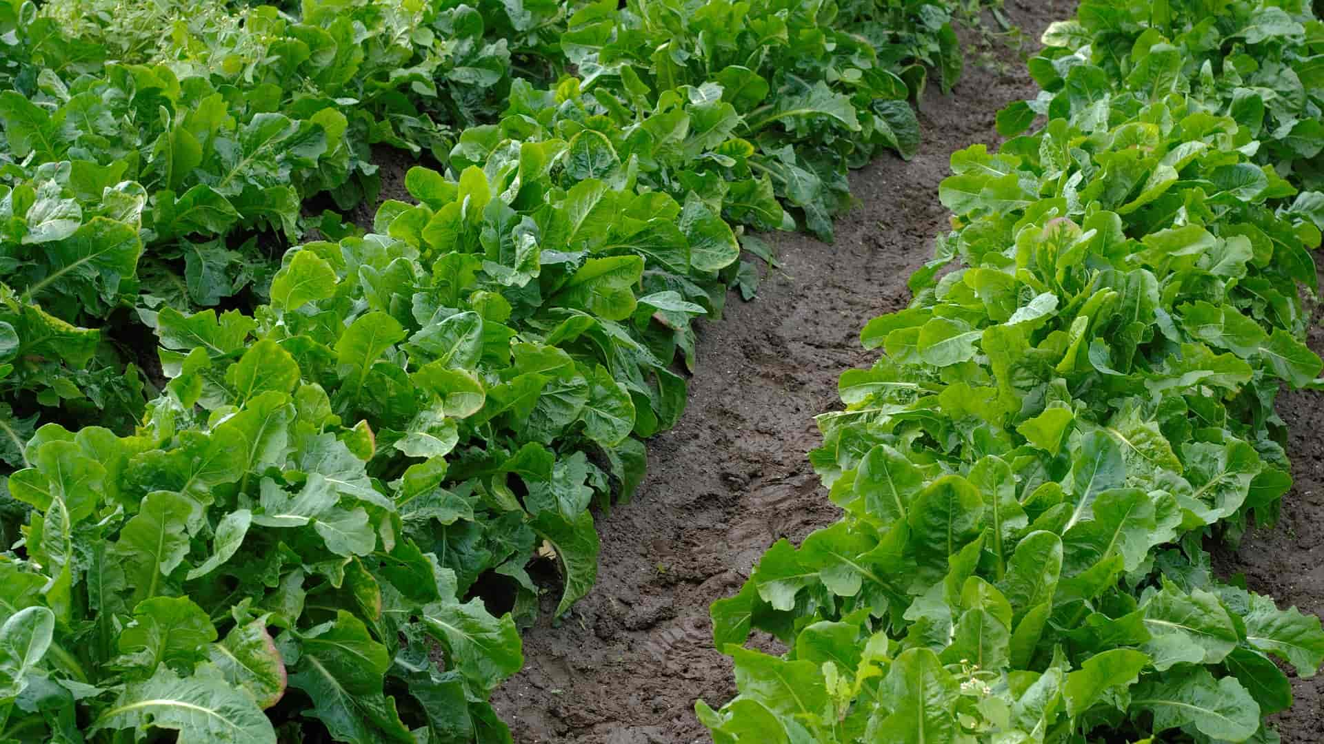 Chicory: sowing, cultivation and harvest
