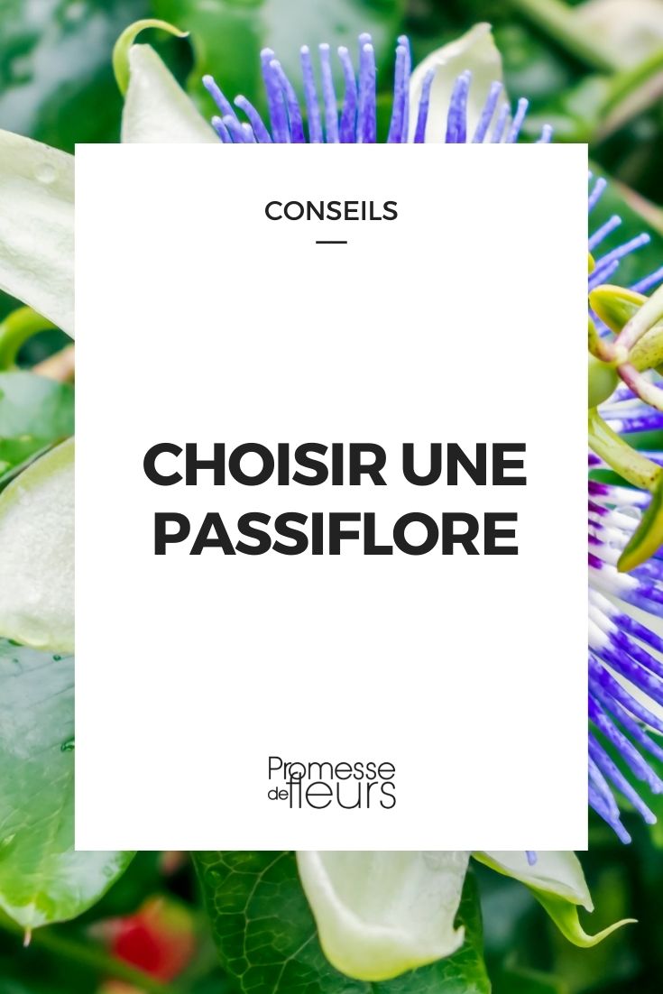 Choose Passion Flower Choosing a Passion Flower