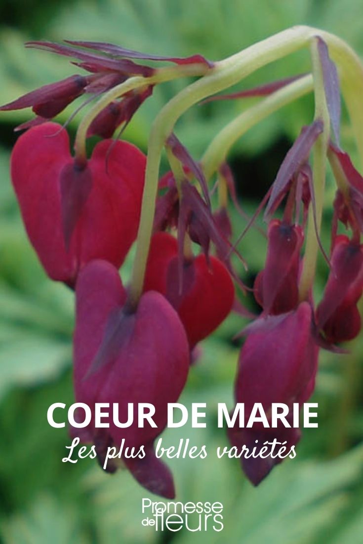 Bleeding Heart's Most Beautiful Varieties bleeding heart
