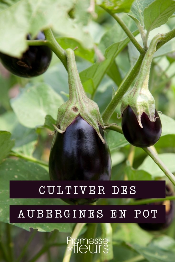 Growing Aubergines in Pots Planting and Caring for Aubergines in Pots