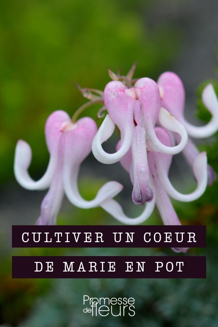 Growing Bleeding Heart in a Pot Planting and Caring for a Dicentra in a Pot