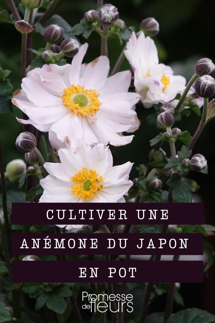 Growing a Japanese Anemone in a Pot
Japanese anemones (Anemone hupehensis) are enchanting perennials that bring a burst of late summer and autumn colour to the garden. When space is limited or when you simply want to enjoy these beauties on a patio or balcony, growing them in pots is an excellent option. Here’s how to successfully cultivate Japanese anemones in containers.
### Choosing the Right Pot
Select a pot that is at least 30 cm in diameter to give your anemone ample room to grow. Ensure the pot has adequate drainage holes to prevent waterlogging, which can lead to root rot.
### Soil and Planting
Use a well-draining potting mix, ideally one formulated for flowering plants. Position the plant so that the crown is just slightly below the surface of the soil. After planting, water the anemone thoroughly to settle the soil around the roots.
### Location
Japanese anemones thrive in a spot with partial shade, although they can tolerate full sun in cooler climates. Avoid placing them in full shade as this can reduce flowering.
### Watering
Keep the soil consistently moist, but not waterlogged. During hot, dry periods, you may need to water your potted anemone more frequently.
### Feeding
Feed your Japanese anemone with a balanced liquid fertilizer every four to six weeks during the growing season to support robust growth and plentiful flowering.
### Winter Care
In colder regions, protect your potted Japanese anemone from freezing temperatures. You can move the pot to a sheltered location, such as a garage or shed, or insulate the pot with bubble wrap or hessian.
### General Maintenance
Deadhead spent flowers to encourage more blooms and prevent self-seeding. Monitor for pests such as aphids and treat them promptly if they appear.
By following these tips, your potted Japanese anemone will thrive and bring vibrant colour and life to your outdoor space well into the autumn. Growing a Japanese Anemone in a Pot