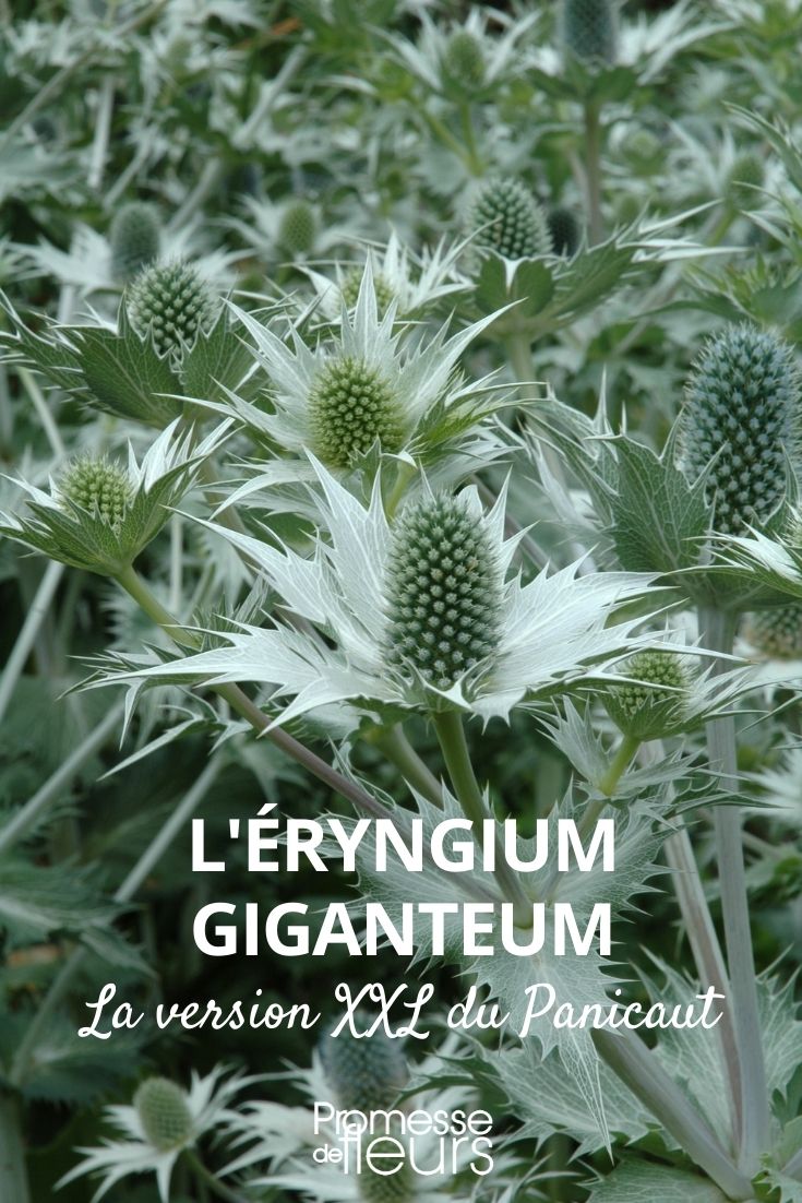 Eryngium giganteum (2) giant sea holly