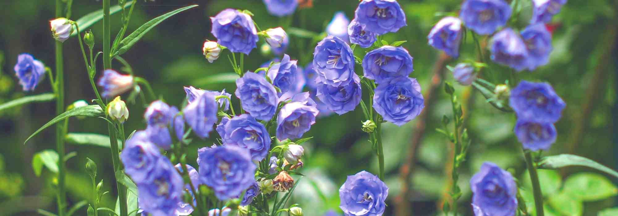 The most beautiful campanulas