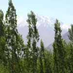 10 Columnar Trees