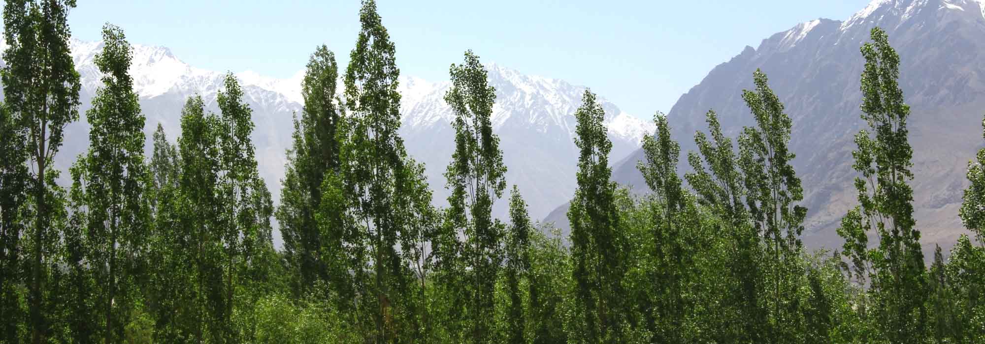 10 Columnar Trees