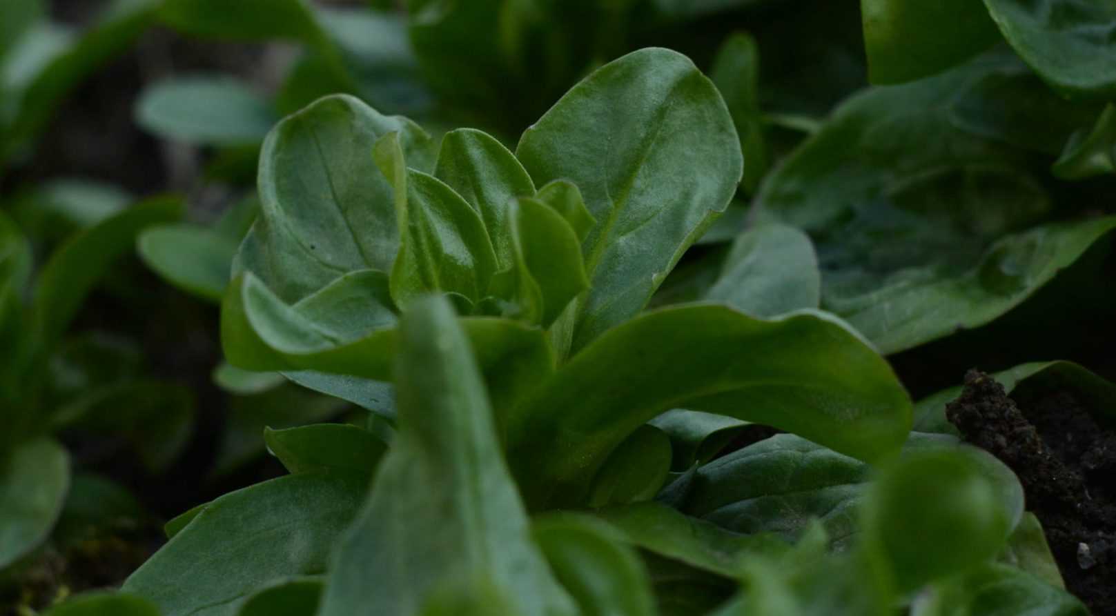 Lamb's Lettuce: Sowing, Cultivation and Harvest