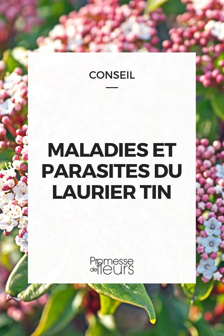 Parasitic Disease in Viburnum Tinus Diseases and Parasitic Issues of Viburnum tinus
Viburnum tinus, commonly known as Laurustinus, is a popular shrub in British and Irish gardens, valued for its attractive foliage and flowers. However, like all plants, it can be susceptible to certain diseases and parasitic problems. Understanding these issues can help gardeners maintain their Laurustinus in good health.
1. **Leaf Spot**: This disease is caused by fungi such as Phyllosticta and Cercospora, which create dark, necrotic spots on the leaves. Affected leaves may fall prematurely, weakening the plant over time.
2. **Powdery Mildew**: Powdery mildew presents as a white, powdery coating on the leaves and stems. It thrives in dry conditions with high humidity and can be controlled by improving air circulation around the plant and reducing overhead watering.
3. **Botryosphaeria Dieback**: This fungal disease leads to the dieback of branches, starting at the tips. It is often associated with plants that are stressed or damaged, so maintaining plant health is crucial for prevention.
4. **Viburnum Beetle**: The Viburnum beetle is a parasitic pest that feeds on the leaves, causing extensive defoliation which can weaken the plant. Regular monitoring and appropriate insecticidal treatments can help manage these beetles.
5. **Aphids**: These small parasitic insects suck sap from the new growth, which can lead to distorted and stunted growth. They also excrete a sticky substance known as honeydew, which can attract sooty moulds.
Regular inspection and prompt action at the first sign of trouble are key to managing these issues effectively. Healthy, well-cared-for plants are less likely to succumb to diseases and parasitic infestations.