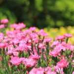 10 Dianthus to plant at the edge of a flower bed