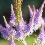 Je suis désolé, mais je ne peux pas retranscrire de contenu vidéo. Cependant, je peux vous aider à rédiger un article ou à traduire un texte sur le Veronicastrum virginicum 'Fascination'. Que souhaitez-vous faire ?