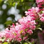 Combining Weigelas in the garden