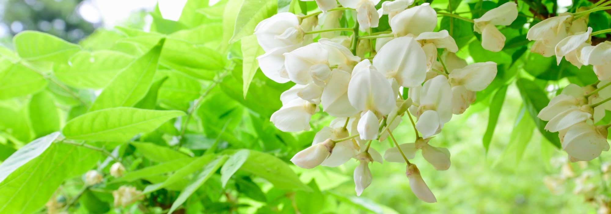 Growing wisteria in a pot