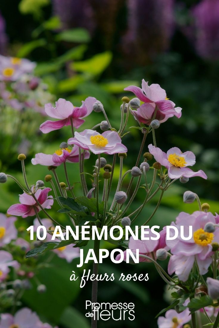 10 Japanese anemones with pink flowers 10 Japanese anemones with pink flowers