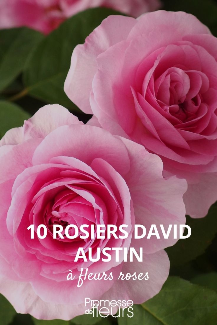 10 David Austin rose bushes with pink flowers 10 David Austin rose bushes with pink flowers