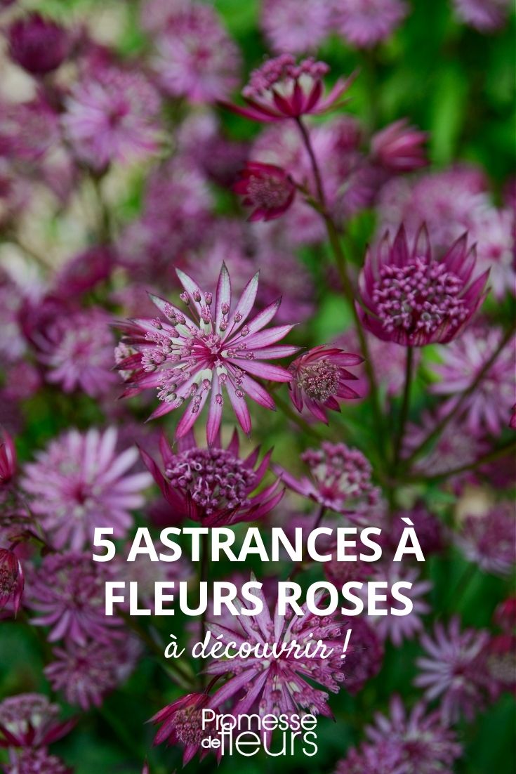 5 pink masterworts masterwort flowers