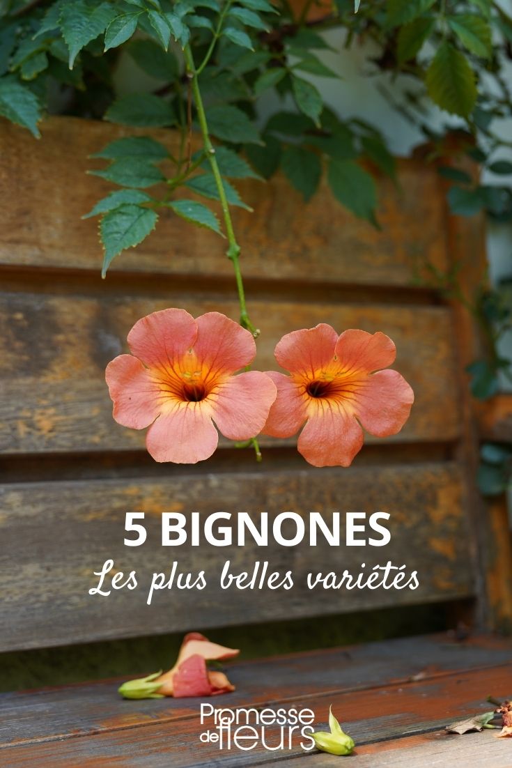5 Most Beautiful Bignonia Varieties Bignones: The Most Beautiful Varieties