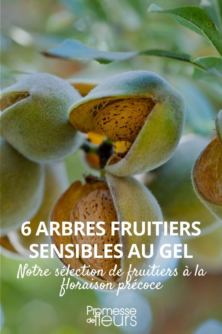 6 Fruit Trees Sensitive to Frost 6 Fruit Trees Sensitive to Frost