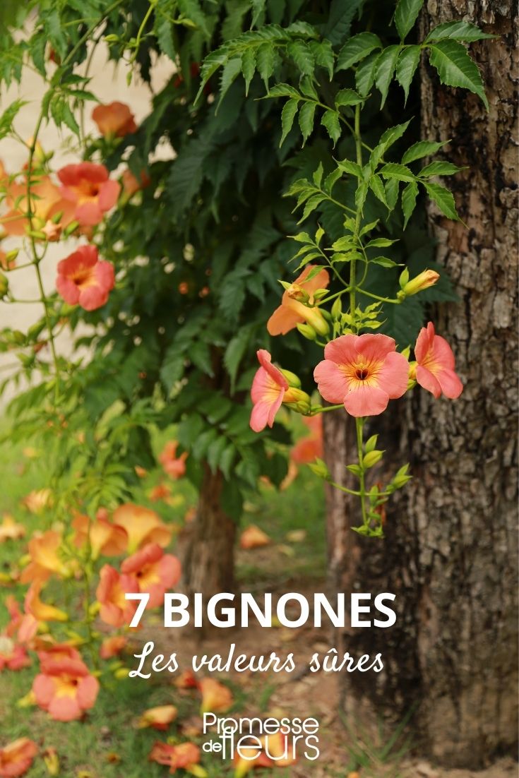 7 Reliable Trumpet Creepers 7 Reliable Trumpet Vines
